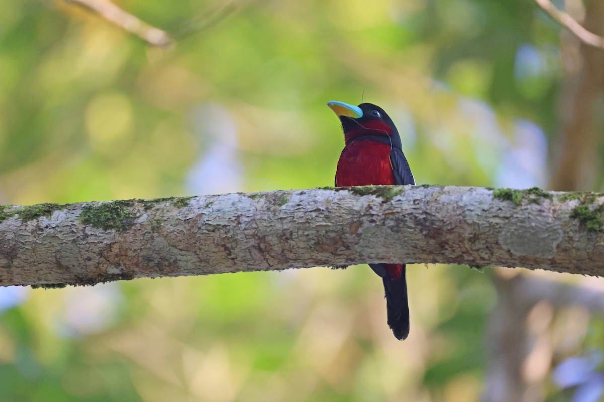 Black-and-red Broadbill - ML647680546