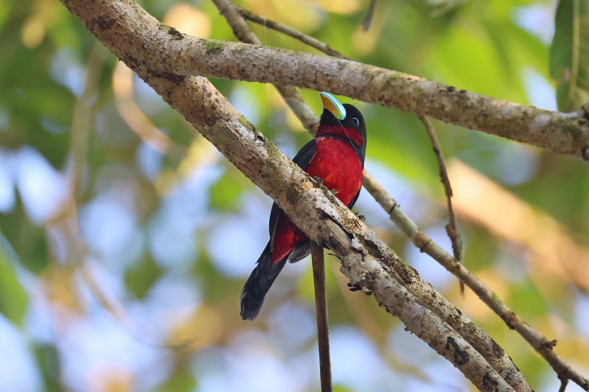 Black-and-red Broadbill - ML647680547