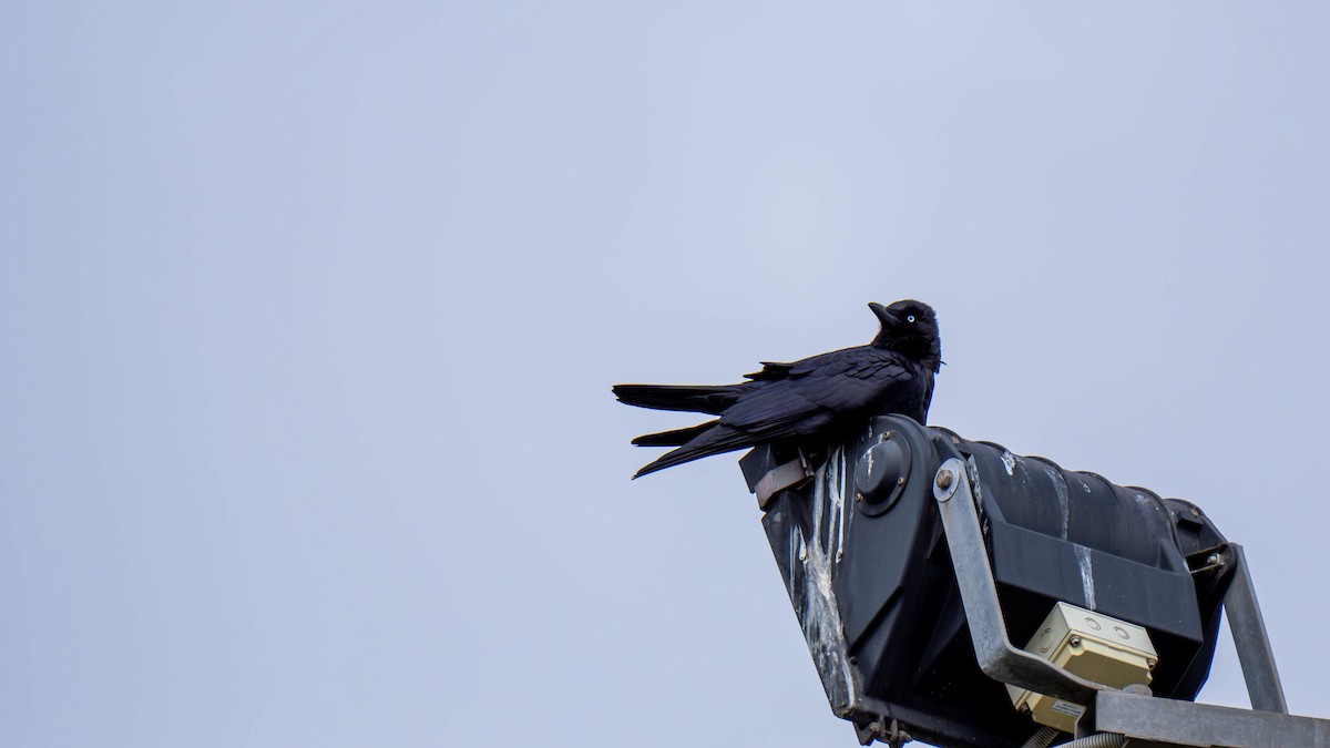 Little Raven - ML647680553