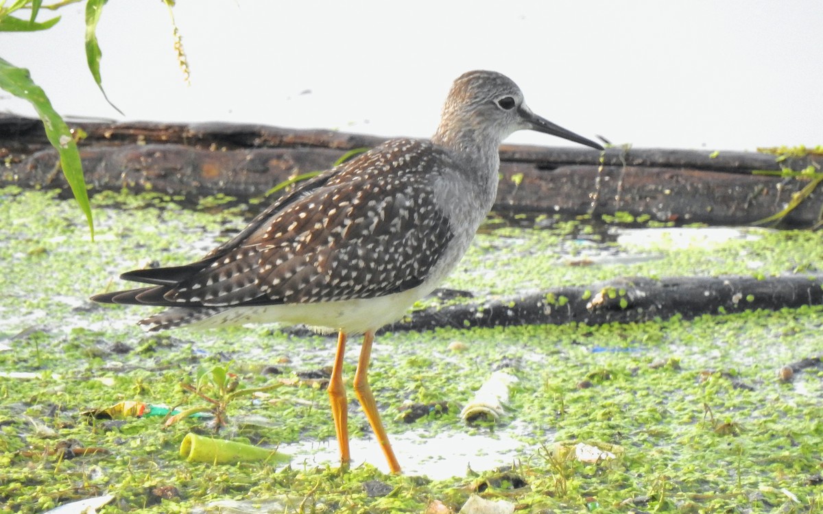 Lesser Yellowlegs - ML647680554