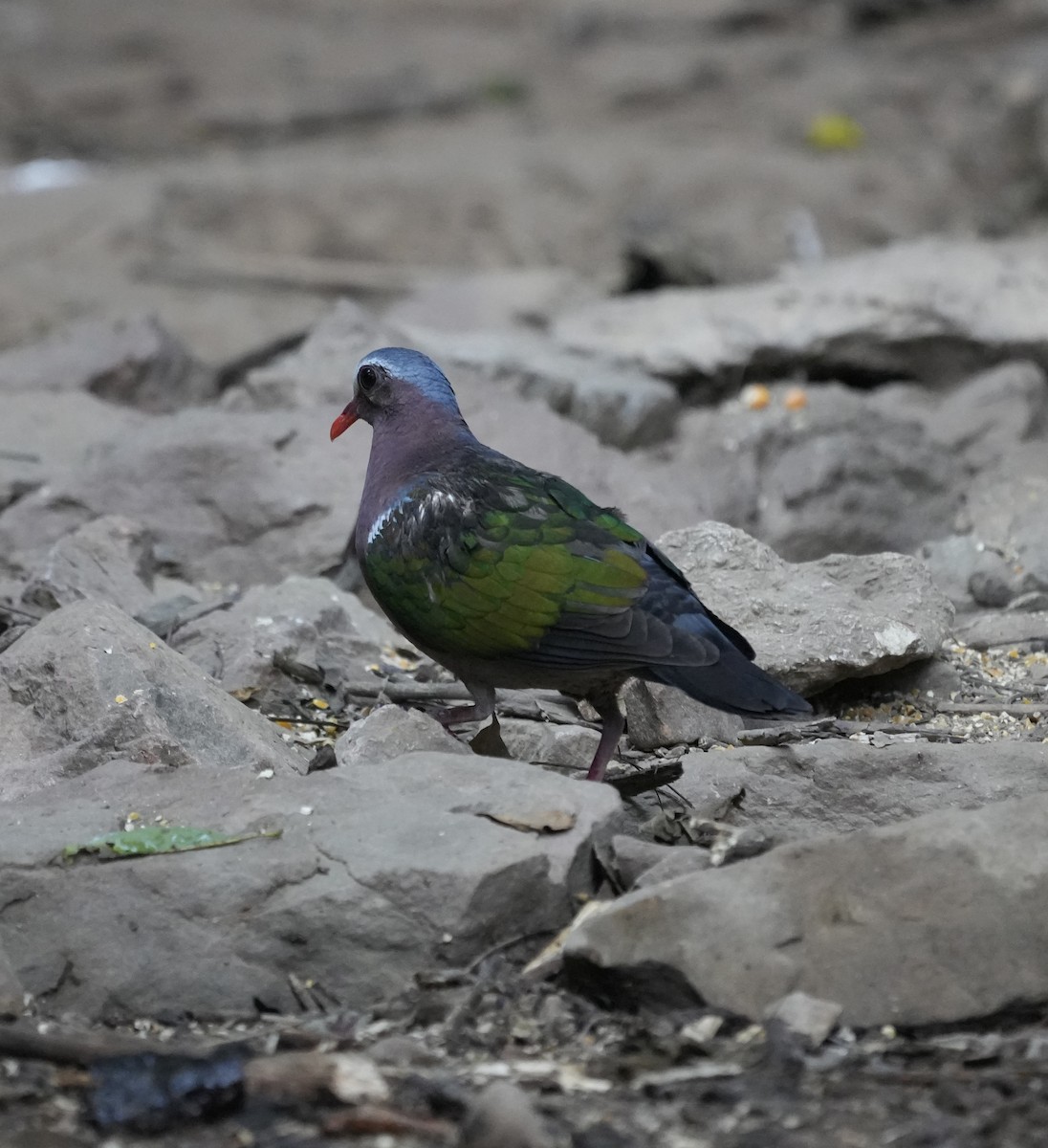 Asian Emerald Dove - ML647680556