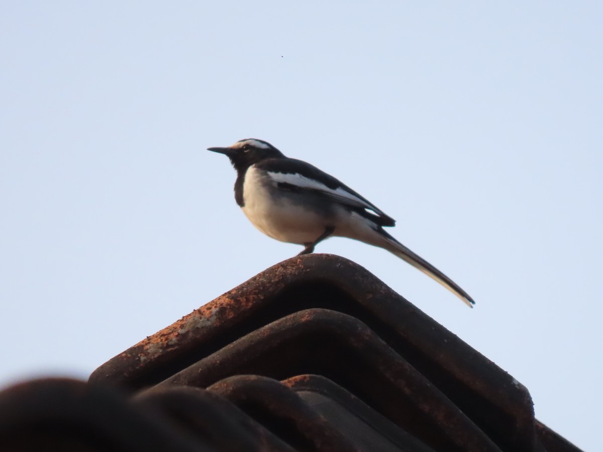 White-browed Wagtail - ML647680558