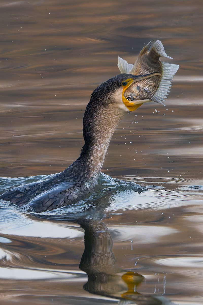 Great Cormorant - ML647680559