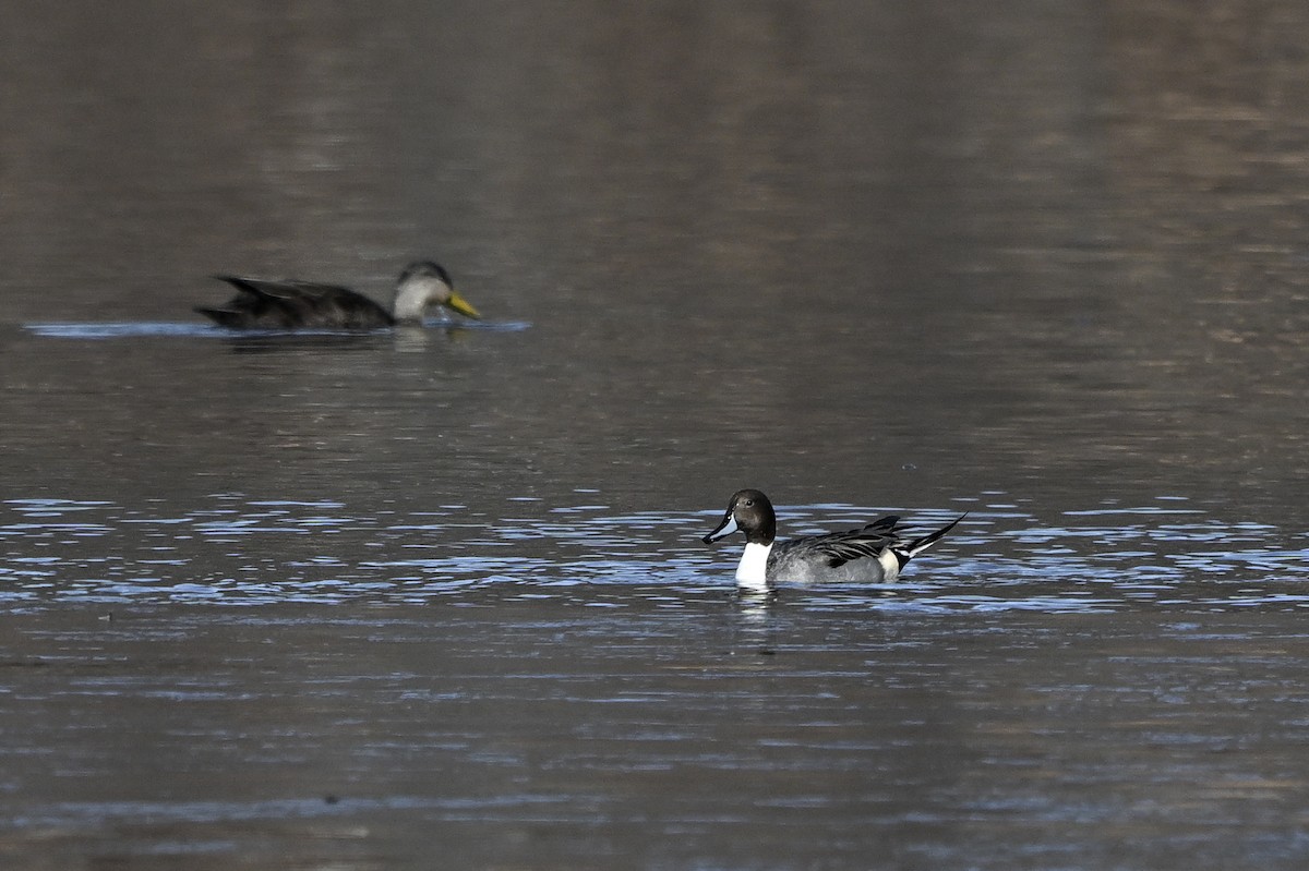 Northern Pintail - ML647680560