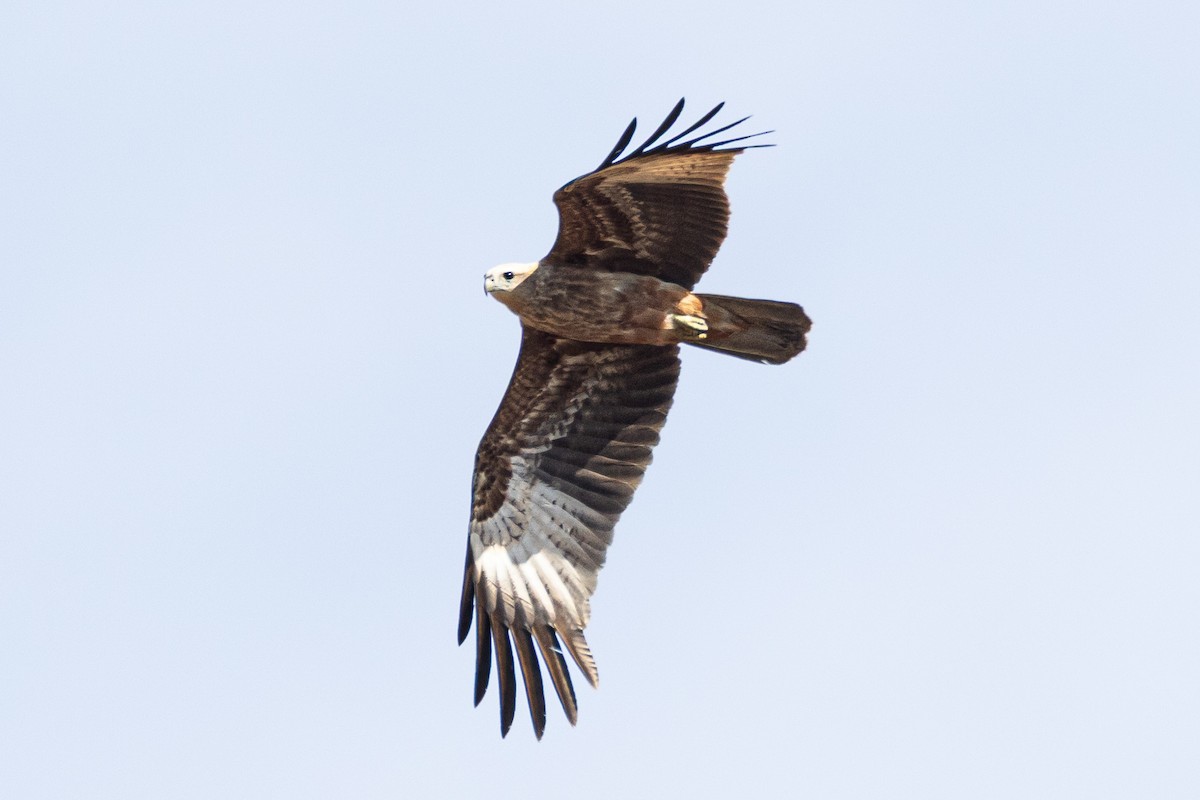 Brahminy Kite - ML647680563