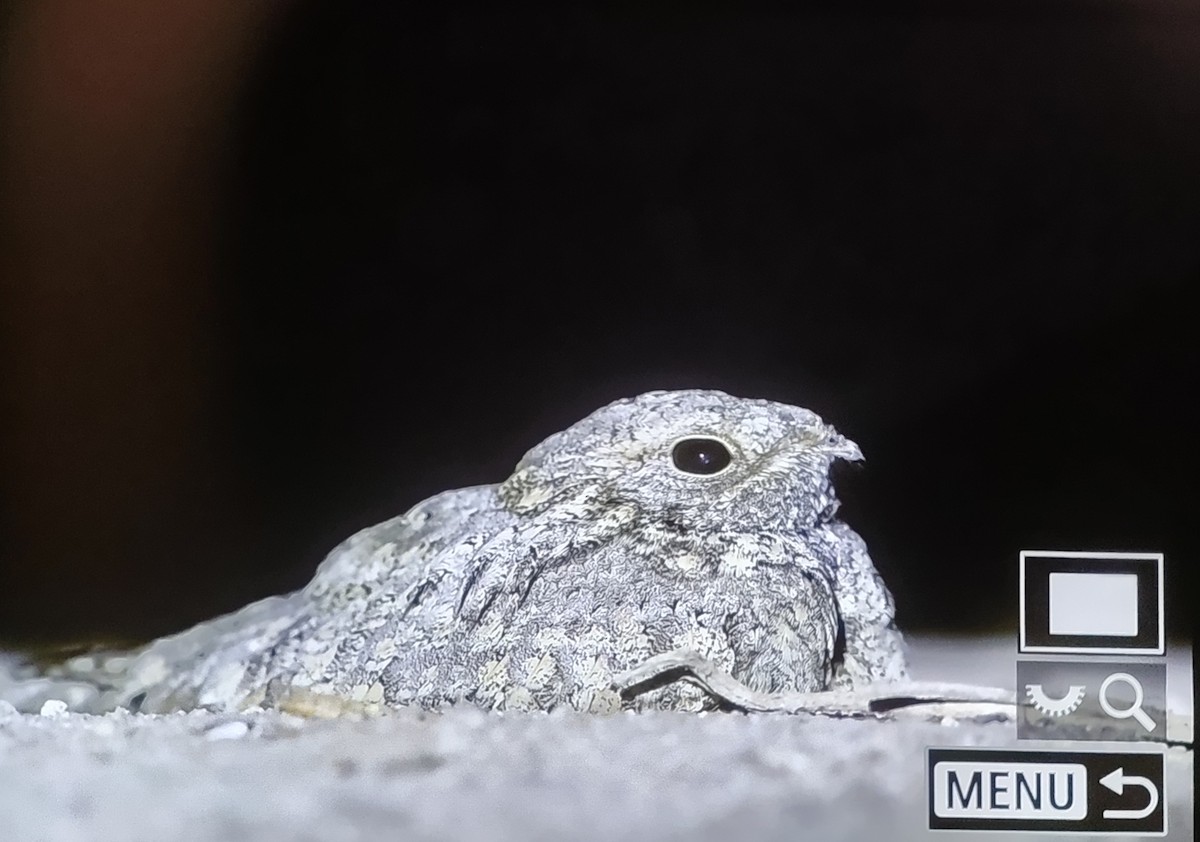 Sykes's Nightjar - ML647680564