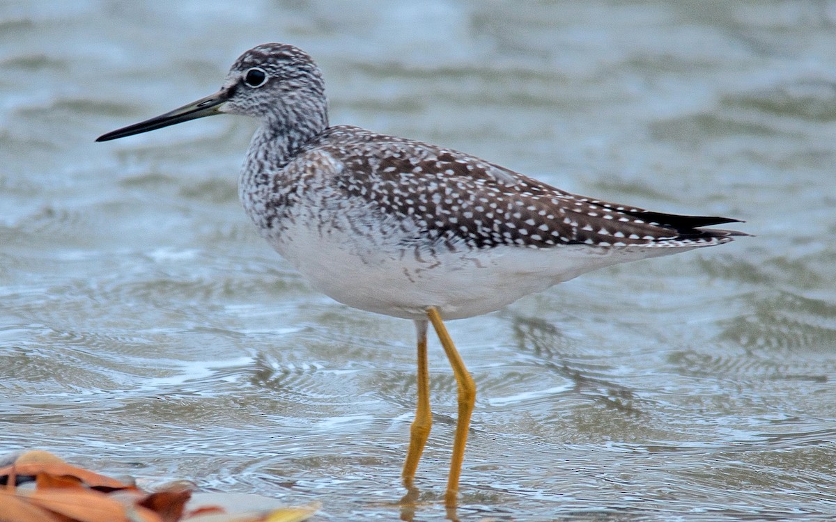 Greater Yellowlegs - ML647680565