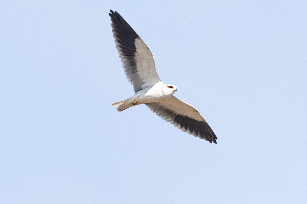 Black-winged Kite - ML647680567