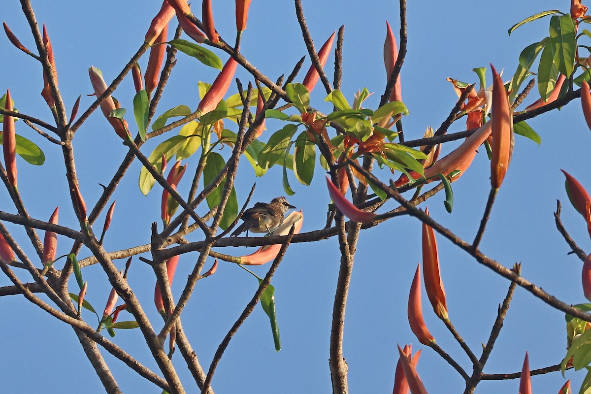 Yellow-vented Bulbul - ML647680568