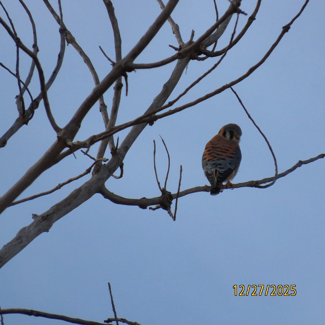 American Kestrel - ML647680570