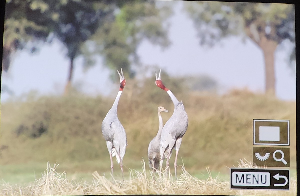 Sarus Crane - ML647680571