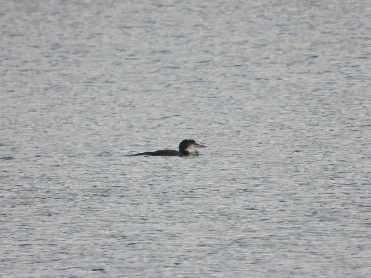 Common Loon - ML647680572