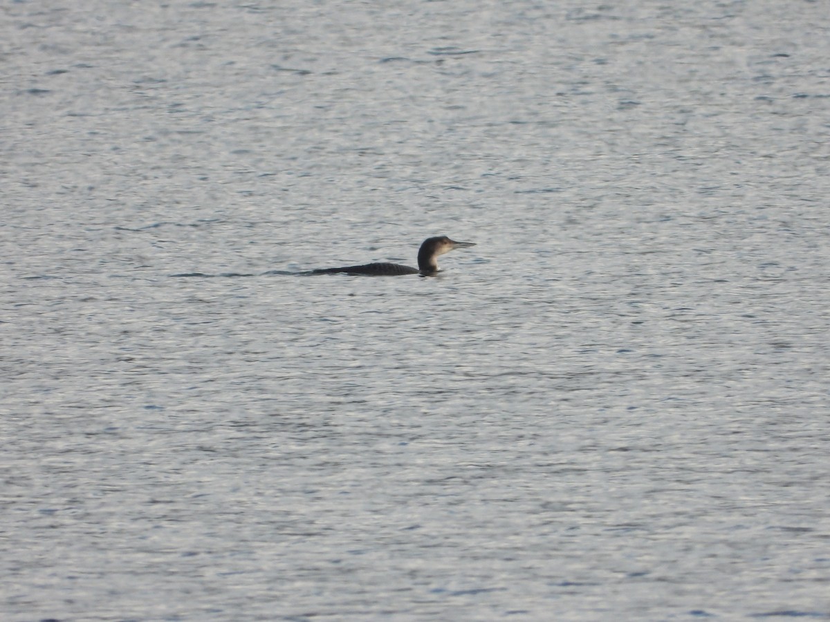 Common Loon - ML647680573