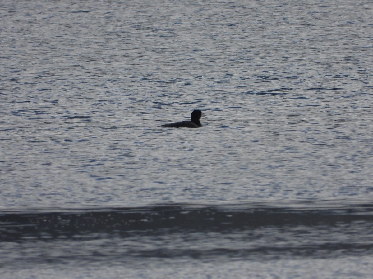 Common Loon - ML647680574