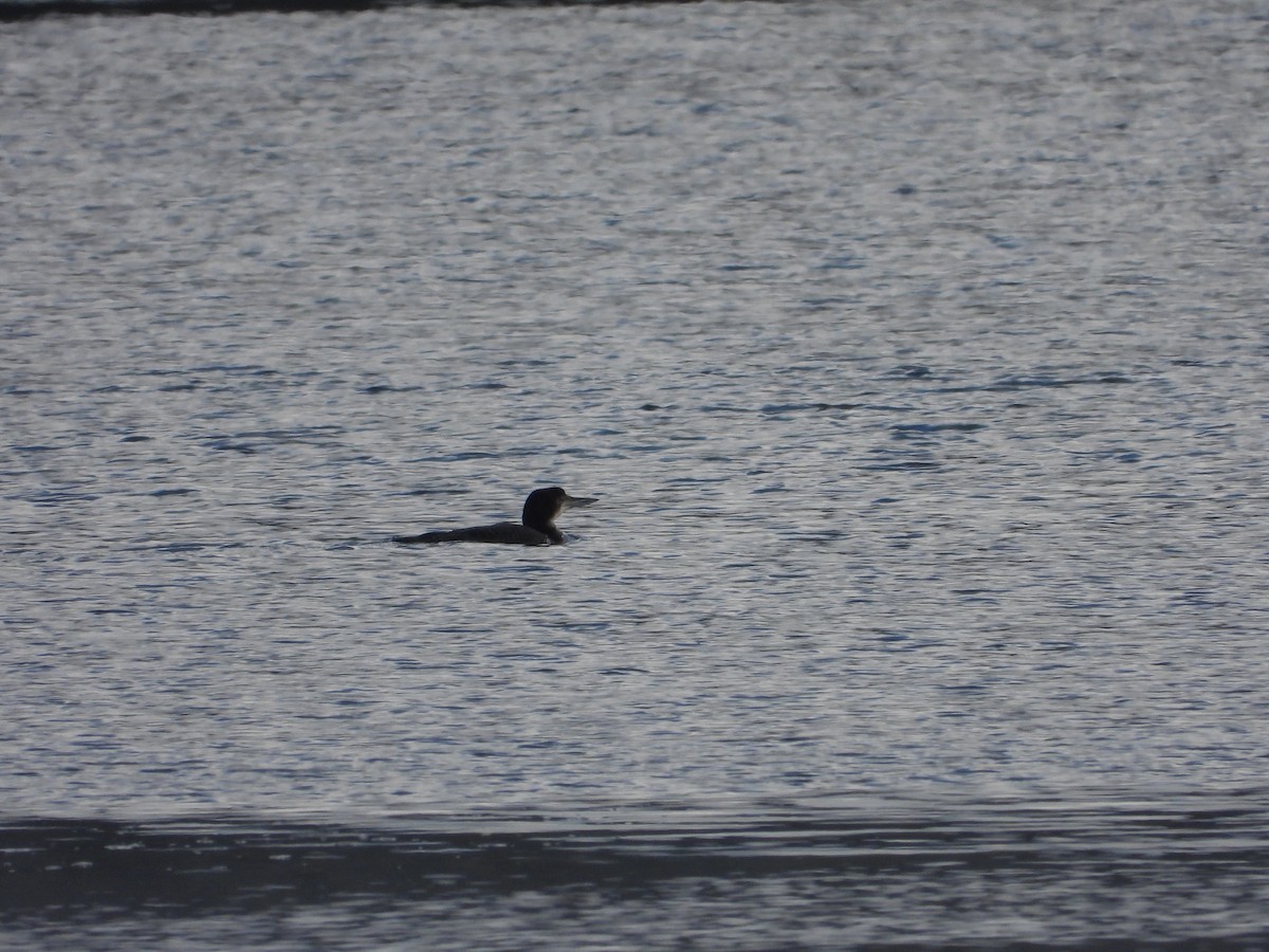 Common Loon - ML647680575