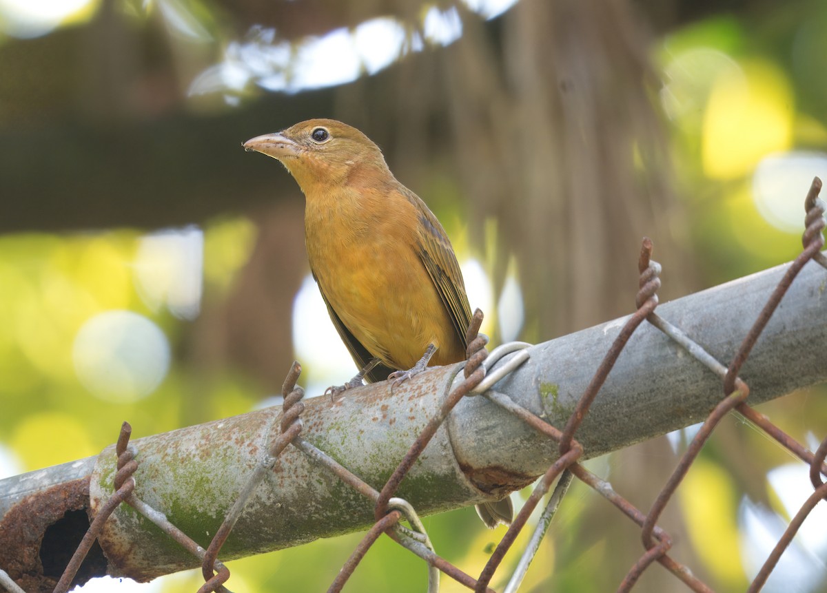 Summer Tanager - ML647680577