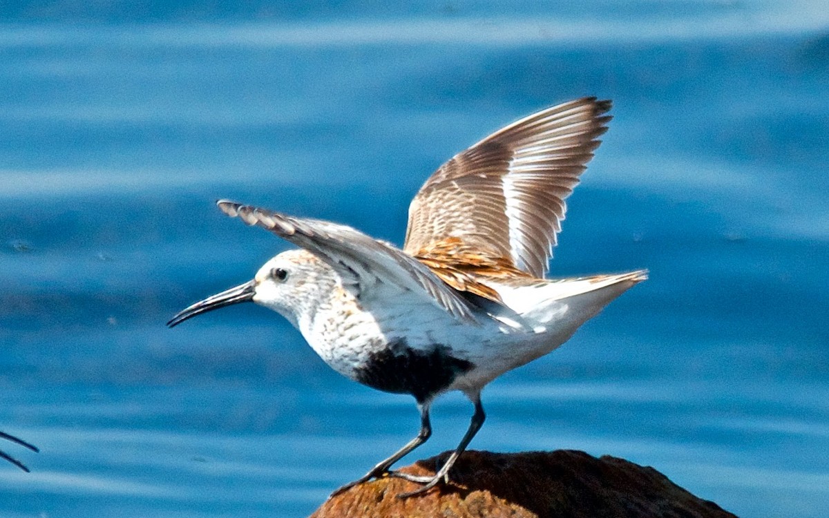 Dunlin - ML647680578