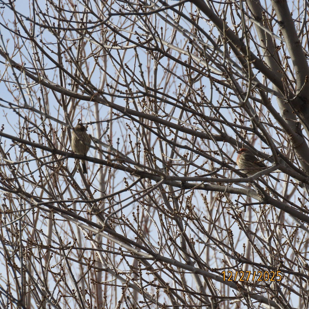 House Finch - ML647680579