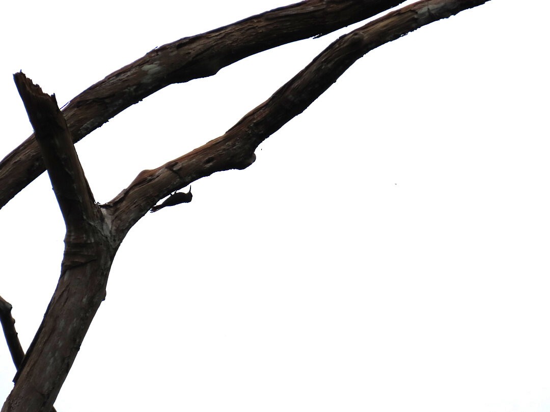 Guianan Woodcreeper - ML647680580