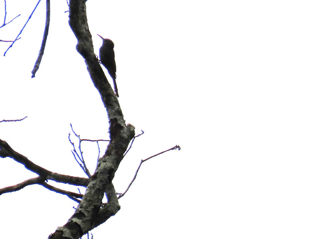 Guianan Woodcreeper - ML647680581