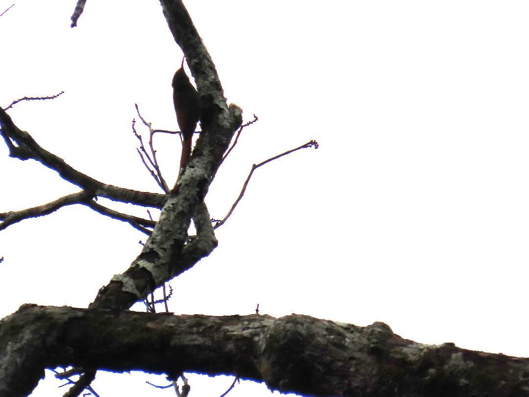 Guianan Woodcreeper - ML647680583