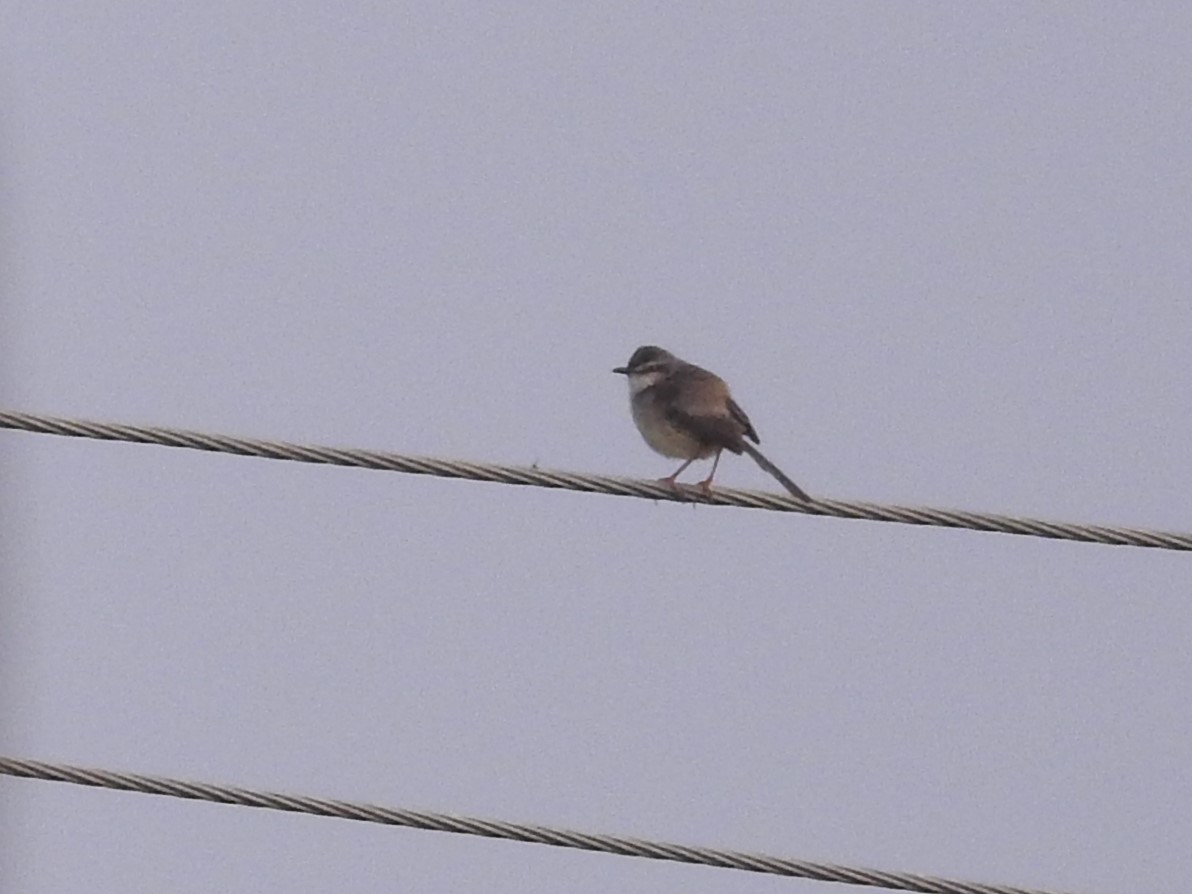 Ashy Prinia - ML647680584