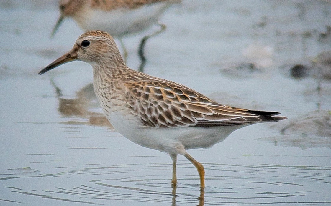 Pectoral Sandpiper - ML647680589