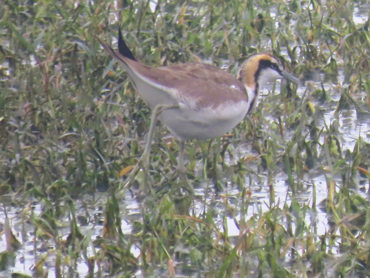 fasanbladhøne - ML647680595