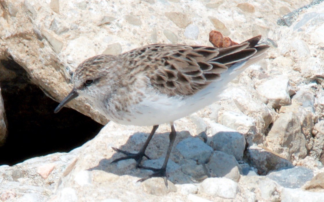 Semipalmated Sandpiper - ML647680607