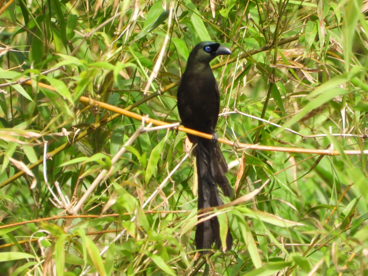 Racket-tailed Treepie - ML647680609