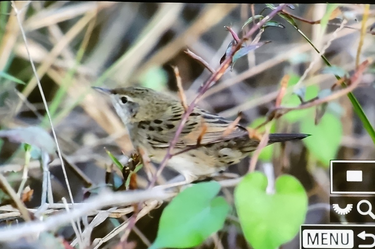 Buscarla Pintoja - ML647680630