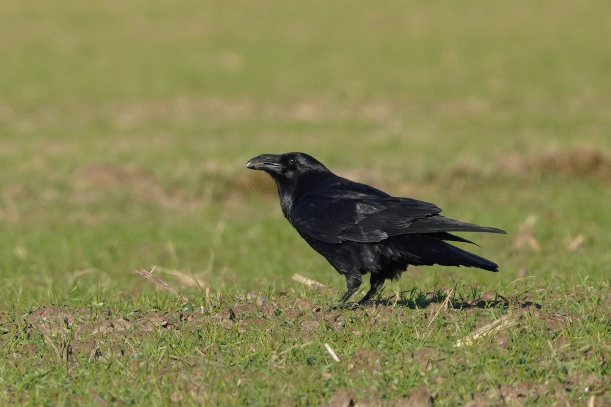 Common Raven - ML647680642