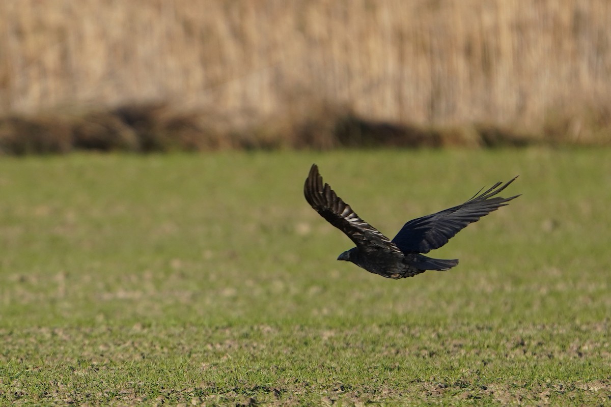 Common Raven - ML647680644