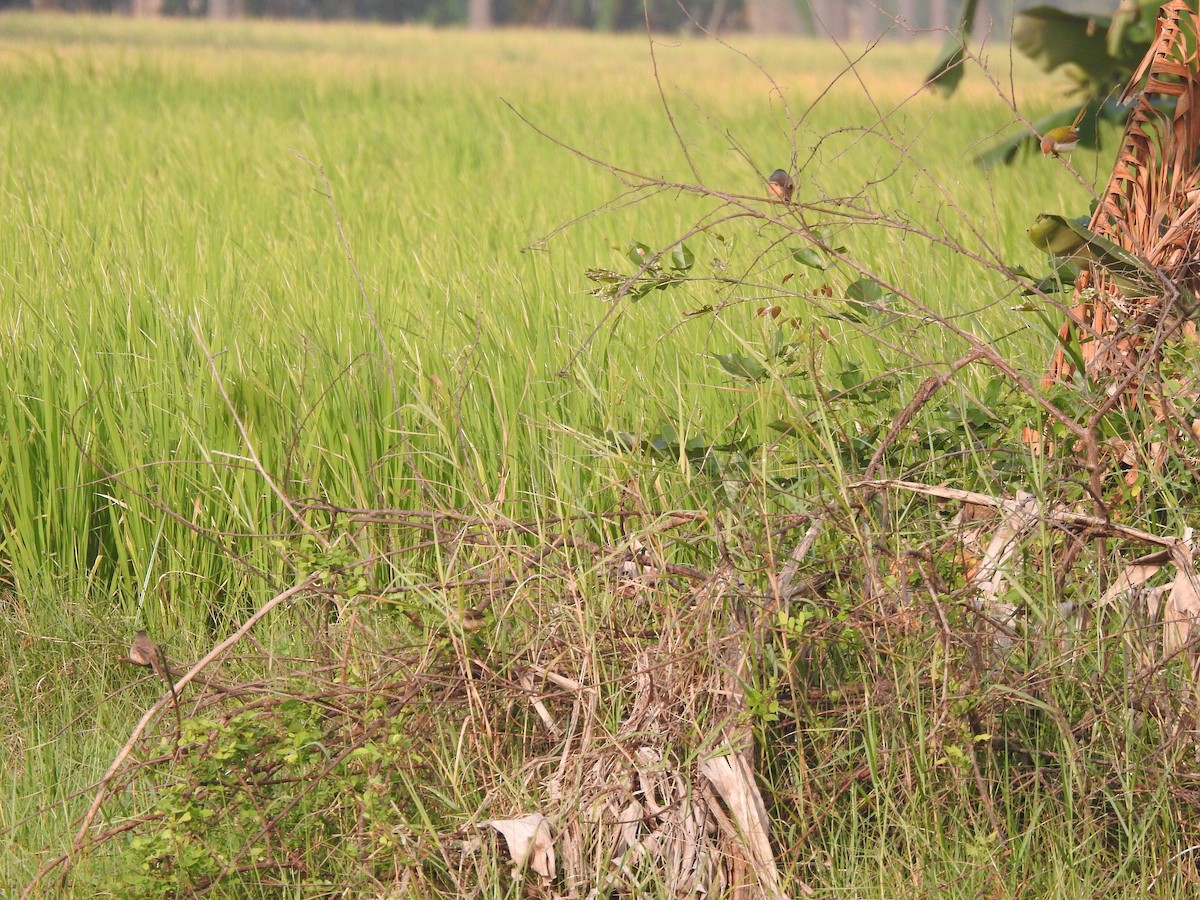 Plain Prinia - ML647680645