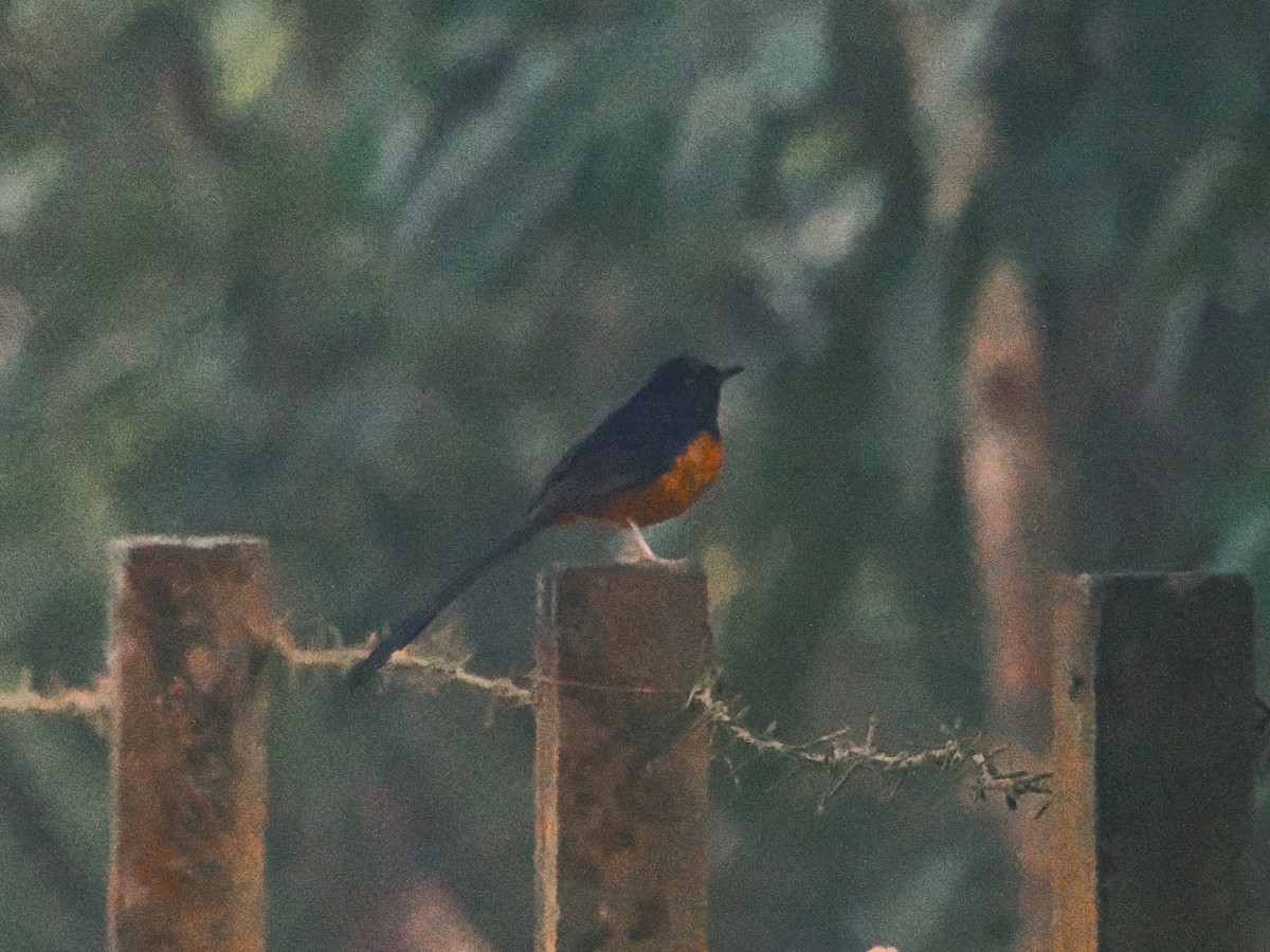 White-rumped Shama - ML647680651