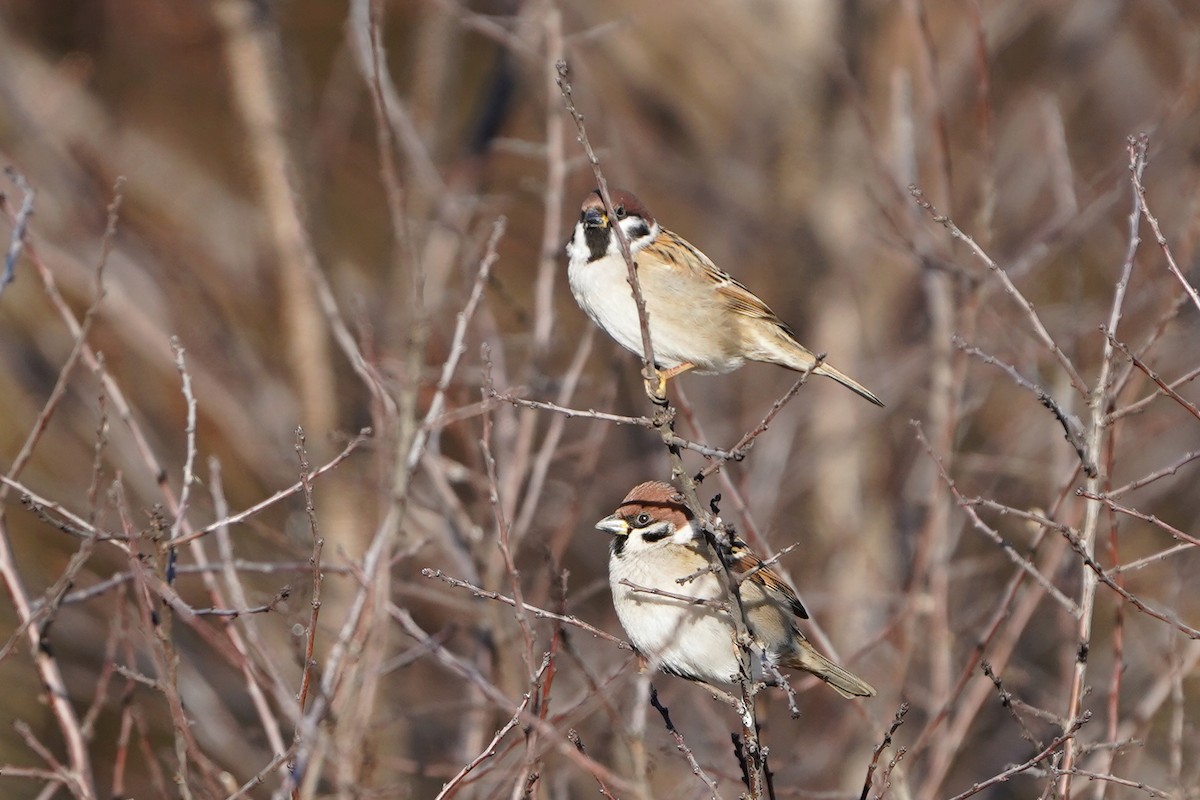 Landa-txolarrea - ML647680653