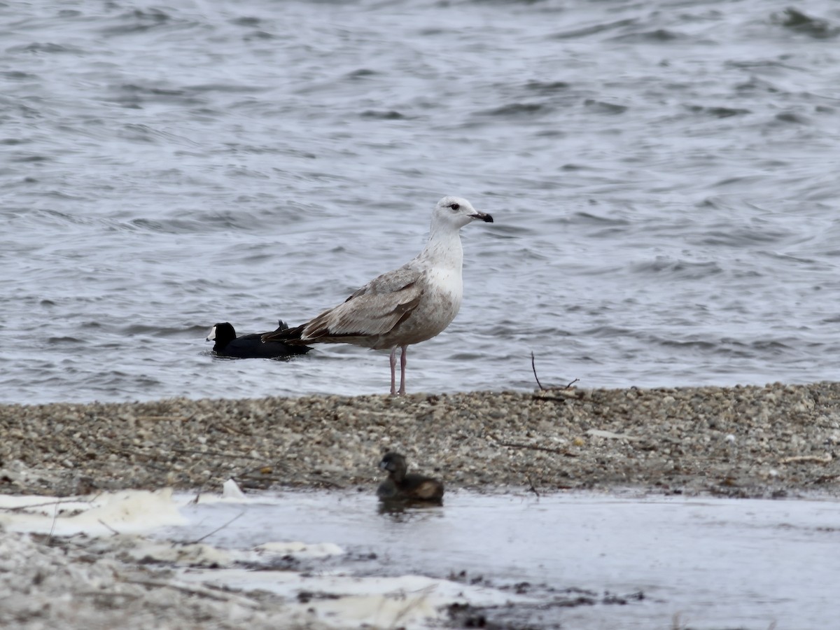 Kaio hauskara amerikarra - ML647680655