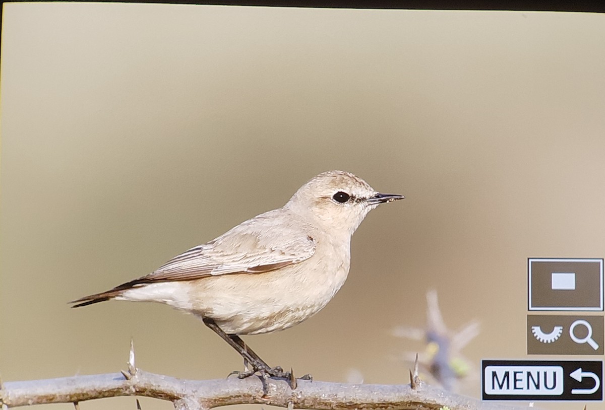 Buztanzuri isabeldarra - ML647680656