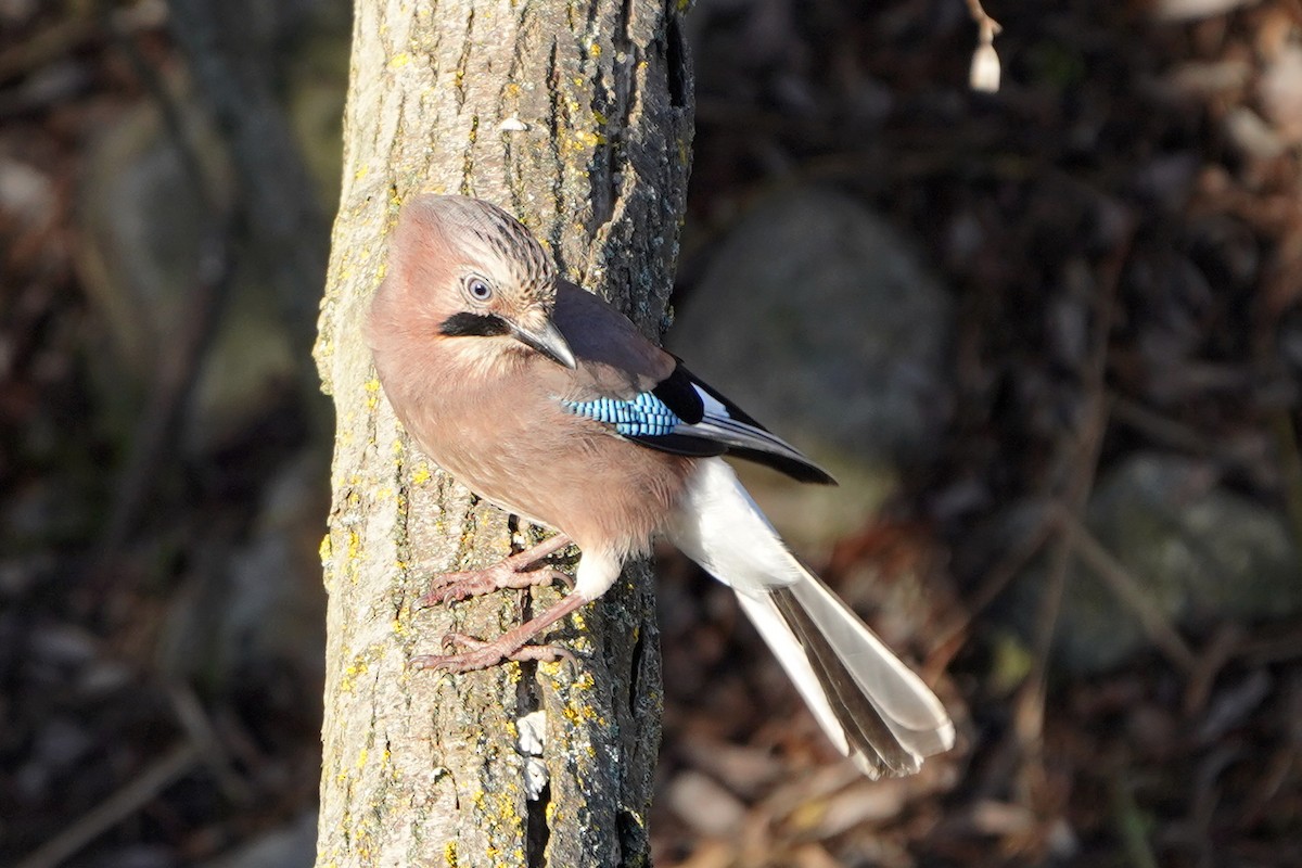 Eskinoso eurasiarra - ML647680659