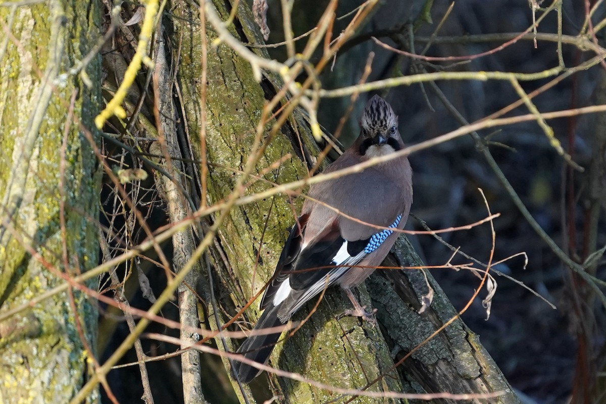 Eskinoso eurasiarra - ML647680660