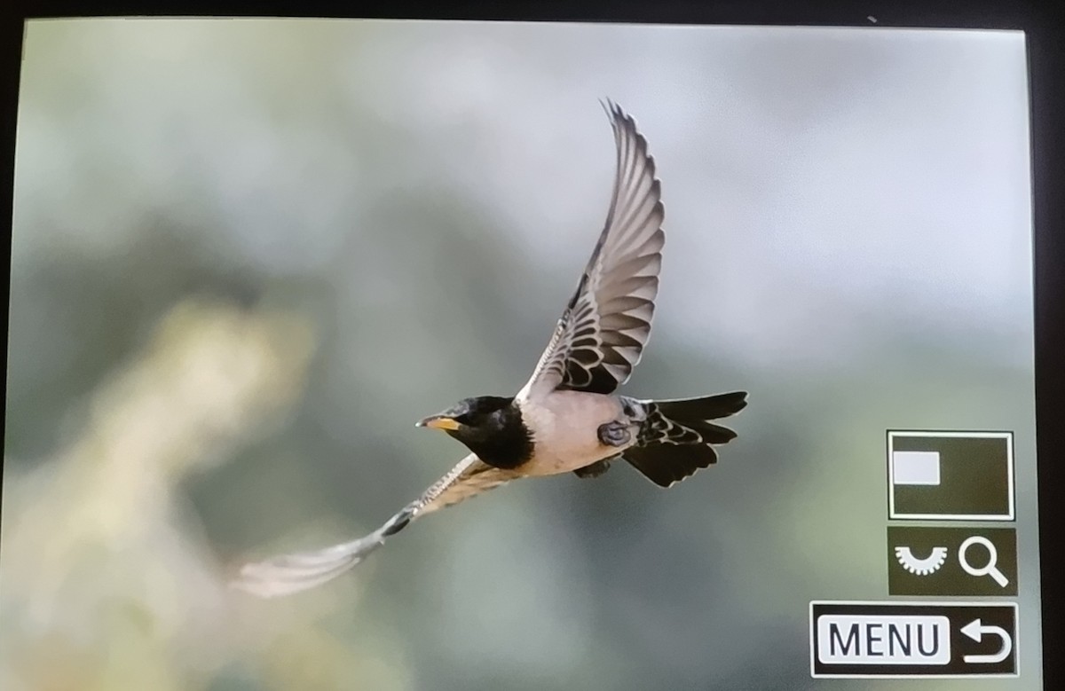 Arabazozo gorrizta - ML647680661