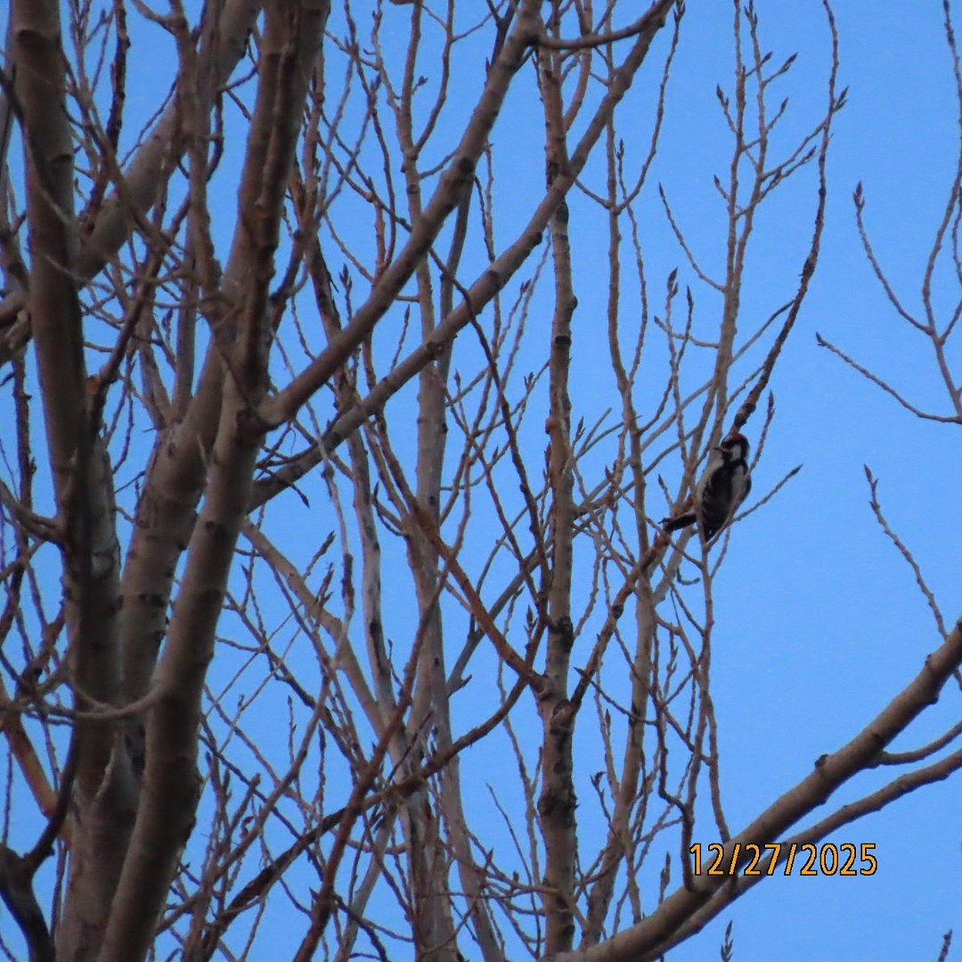 Downy Woodpecker - ML647680662