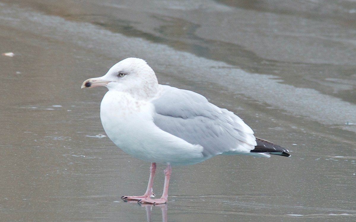 Kaio hauskara amerikarra - ML647680663