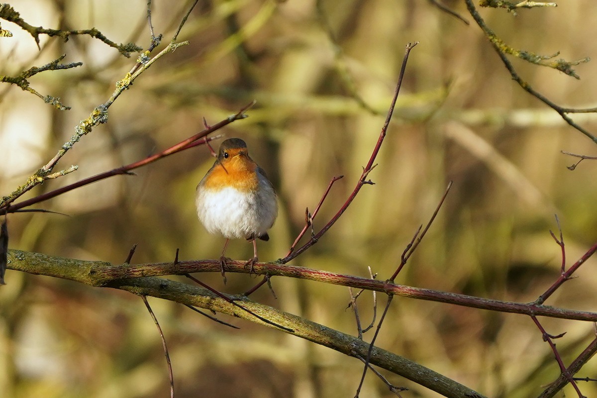 Txantxangorria - ML647680664