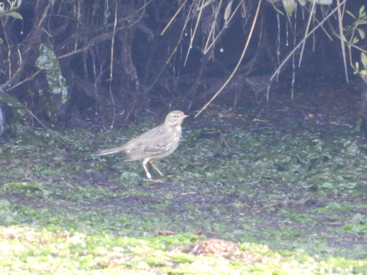 Itsas txirta - ML647680667