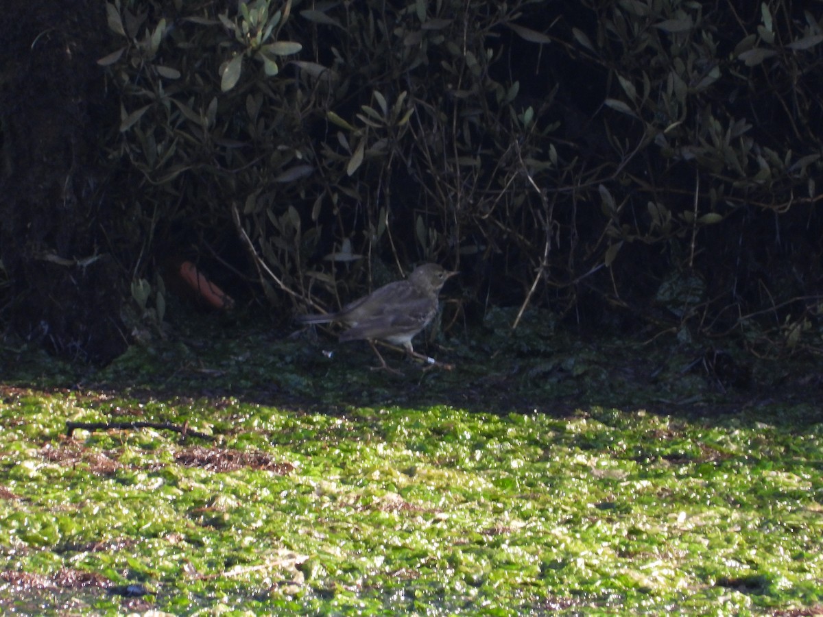 Itsas txirta - ML647680668