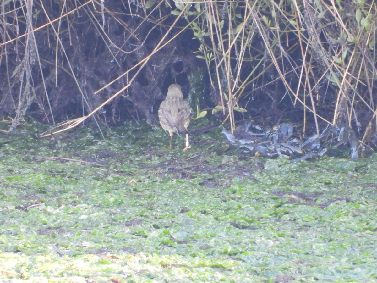 Itsas txirta - ML647680669