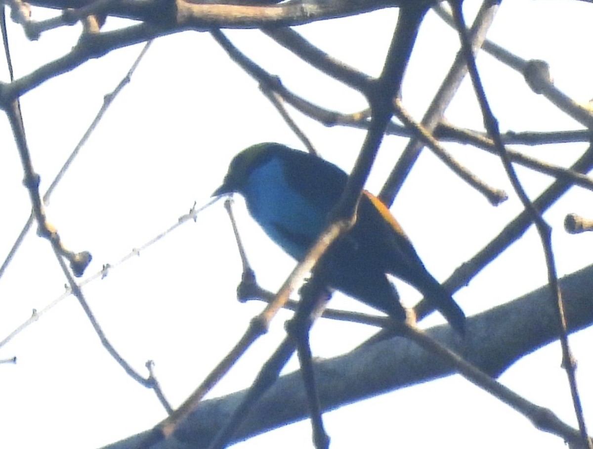 Paradise Tanager - ML647680670