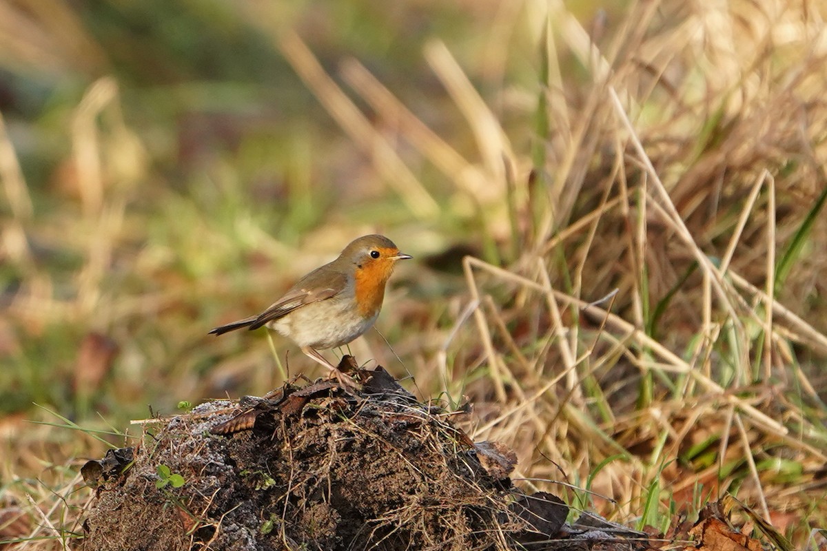 Txantxangorria - ML647680671