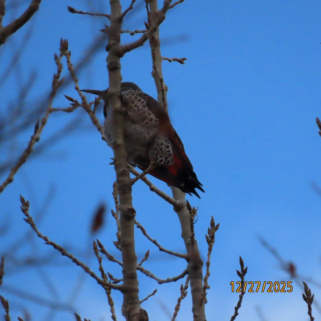 Northern Flicker - ML647680672